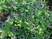 Gartenblumen Nemophila, Babyblauaugen foto, Merkmale schwarz