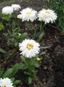 Garden Flowers Ox-eye daisy, Shasta daisy, Field Daisy, Marguerite, Moon Daisy, Leucanthemum photo, characteristics white