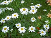 Gartenblumen Ox-Eye Daisy, Shasta Gänseblümchen, Feld Gänseblümchen, Margerite, Mond Daisy, Leucanthemum foto, Merkmale weiß