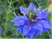 Gartenblumen Liebe-In-Ein-Nebel, Nigella damascena foto, Merkmale blau