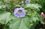 I fiori da giardino Impianto Shoofly, Mela Del Perù, Nicandra physaloides foto, caratteristiche azzurro