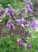 I fiori da giardino Columbine Flabellata, Columbine Europeo, Aquilegia foto, caratteristiche lilla