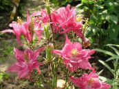 les fleurs du jardin Ancolie Flabellata, Ancolie Européen, Aquilegia photo, les caractéristiques rose