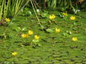 Gartenblumen Schwimmenden Herzen, Wasser Rand, Gelb Wasser Schneeflocke, Nymphoides foto, Merkmale gelb