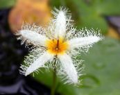 Garden Flowers Floating Heart, Water Fringe, Yellow Water Snowflake, Nymphoides photo, characteristics white