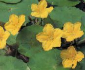 Gartenblumen Schwimmenden Herzen, Wasser Rand, Gelb Wasser Schneeflocke, Nymphoides foto, Merkmale gelb