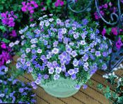 les fleurs du jardin Flower Cup, Nierembergia photo, les caractéristiques bleu ciel