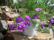 les fleurs du jardin Flower Cup, Nierembergia photo, les caractéristiques lilas