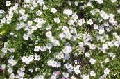 les fleurs du jardin Flower Cup, Nierembergia photo, les caractéristiques blanc