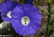 Gartenblumen Nolana foto, Merkmale blau