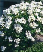 Gartenblumen Aubrieta, Felskresse foto, Merkmale weiß