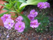 les fleurs du jardin Aubrieta, Arabette photo, les caractéristiques rose
