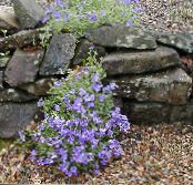 les fleurs du jardin Aubrieta, Arabette photo, les caractéristiques bleu ciel