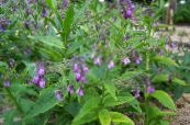 les fleurs du jardin Consoude, Symphytum photo, les caractéristiques lilas
