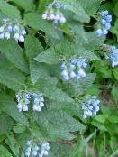 les fleurs du jardin Consoude, Symphytum photo, les caractéristiques bleu ciel