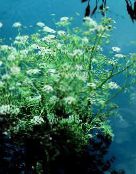 les fleurs du jardin Céleri De L'eau, De L'eau De Persil, Œnanthe, Oenanthe photo, les caractéristiques blanc