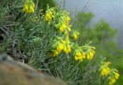 I fiori da giardino Goccia D'oro, Onosma foto, caratteristiche giallo