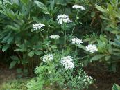  Minoischen Spitze, Weiße Spitze-Blumen, Orlaya foto, Merkmale weiß