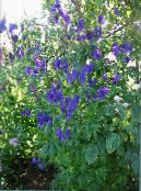 les fleurs du jardin Monkshood, Aconitum photo, les caractéristiques bleu