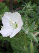 Gartenblumen Weiße Hahnenfuß, Blassen Nachtkerze, Oenothera foto, Merkmale weiß