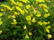 les fleurs du jardin Onagre, Oenothera fruticosa photo, les caractéristiques jaune