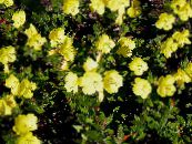 I fiori da giardino Enotera, Oenothera fruticosa foto, caratteristiche giallo