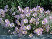 les fleurs du jardin Onagre, Oenothera speciosa photo, les caractéristiques rose