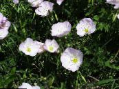 les fleurs du jardin Onagre, Oenothera speciosa photo, les caractéristiques blanc