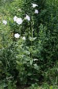 Gartenblumen Ostrowskia, Ostrowskia magnifica foto, Merkmale weiß
