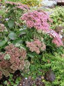 Garden Flowers Showy Stonecrop, Hylotelephium spectabile photo, characteristics pink
