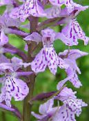 I fiori da giardino Palude Orchidea, Orchidea Maculata, Dactylorhiza foto, caratteristiche lilla