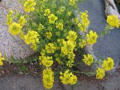 Gartenblumen Korb Mit Gold, Alyssum foto, Merkmale gelb