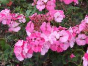 I fiori da giardino Incappucciati-Foglia Pelargonium, Albero Pelargonium, Malva Wilde foto, caratteristiche rosa