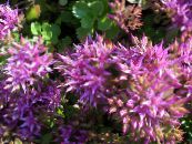 les fleurs du jardin Orpin, Sedum photo, les caractéristiques lilas