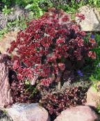 Garden Flowers Stonecrop, Sedum photo, characteristics burgundy