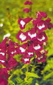 les fleurs du jardin Foothill Penstemon, Penstemon Chaparral, Bunchleaf Penstemon, Penstemon x hybr, photo, les caractéristiques vineux