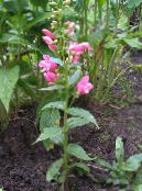 Gartenblumen Östlichen Penstemon, Behaarte Beardtongue foto, Merkmale rosa