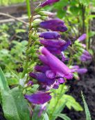 I fiori da giardino Penstemon Orientale, Beardtongue Peloso foto, caratteristiche porpora
