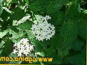 Gartenblumen Ägyptische Sternblume, Ägyptische Sternhaufen, Pentas foto, Merkmale weiß
