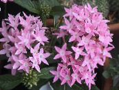 I fiori da giardino Egiziano Fiore Stella, Ammasso Stellare Egiziano, Pentas foto, caratteristiche rosa