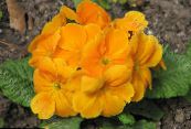 Garden Flowers Primrose, Primula photo, characteristics orange