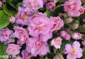 Garden Flowers Primrose, Primula photo, characteristics pink