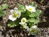 Gartenblumen Primel, Primula foto, Merkmale weiß