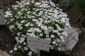les fleurs du jardin Thymeleaf Sandwort, Mousse D'irlande, Minuartie, Arenaria photo, les caractéristiques blanc