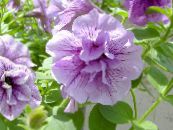 Garden Flowers Petunia photo, characteristics lilac