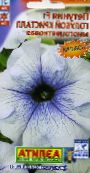 Garden Flowers Petunia photo, characteristics light blue