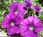 Garden Flowers Petunia photo, characteristics purple