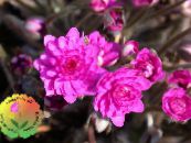 I fiori da giardino Liverleaf, Liverwort, Roundlobe Hepatica, Hepatica nobilis, Anemone hepatica foto, caratteristiche rosa