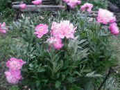Gartenblumen Pfingstrose, Paeonia foto, Merkmale rosa