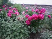 les fleurs du jardin Pivoine, Paeonia photo, les caractéristiques rouge